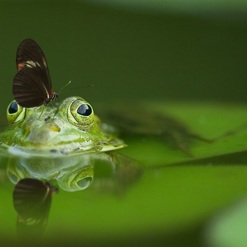 Frog and Butterfly